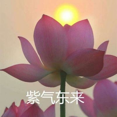 消星星之解救萌宠计划手游下载